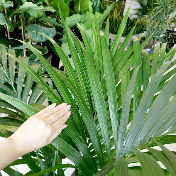 Palma Kentia (Kencja, Howea) 180cm