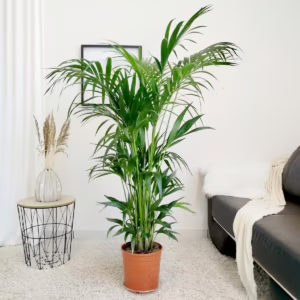 Palma Kentia (Kencja, Howea) 180cm