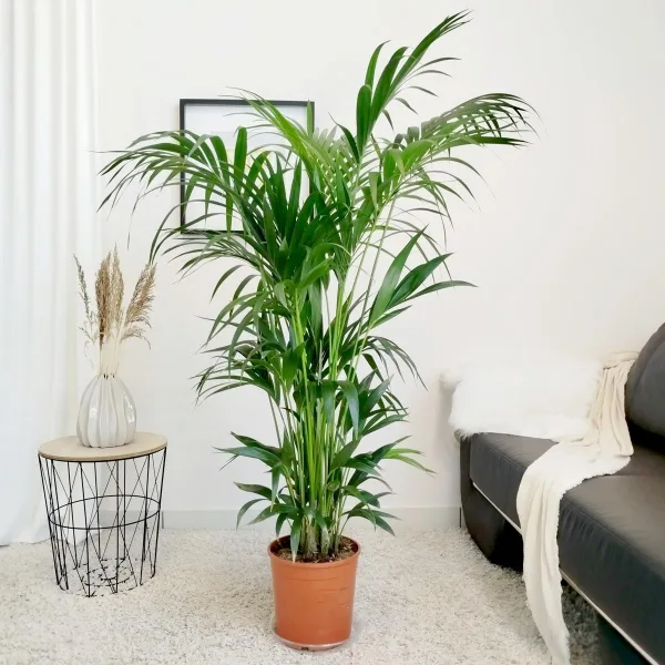 Palma Kentia (Kencja, Howea) 180cm
