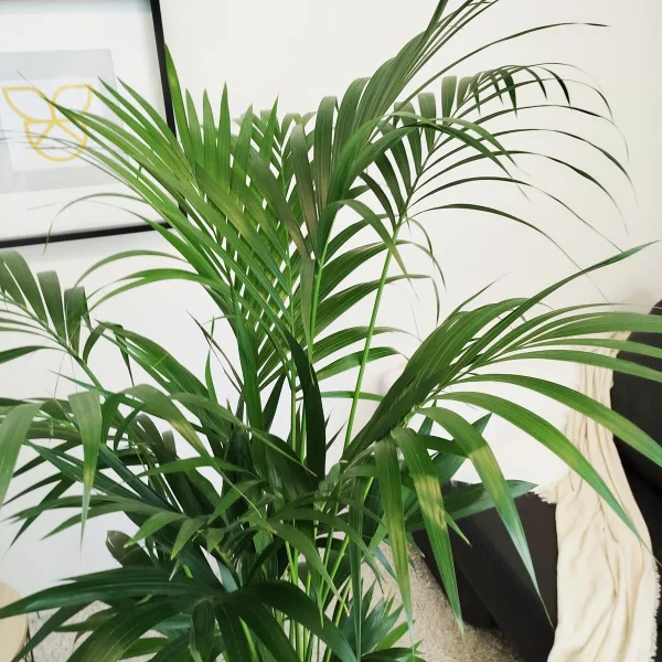 Palma Kentia (Kencja, Howea) 180cm