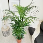 Palma Kentia (Kencja, Howea) 185cm