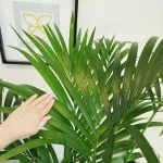 Palma Kentia (Kencja, Howea) 185cm