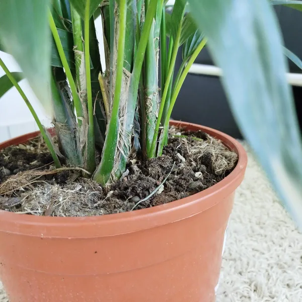 Palma Kentia (Kencja, Howea) 180cm