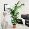 Palma Kentia (Kencja, Howea) 185cm