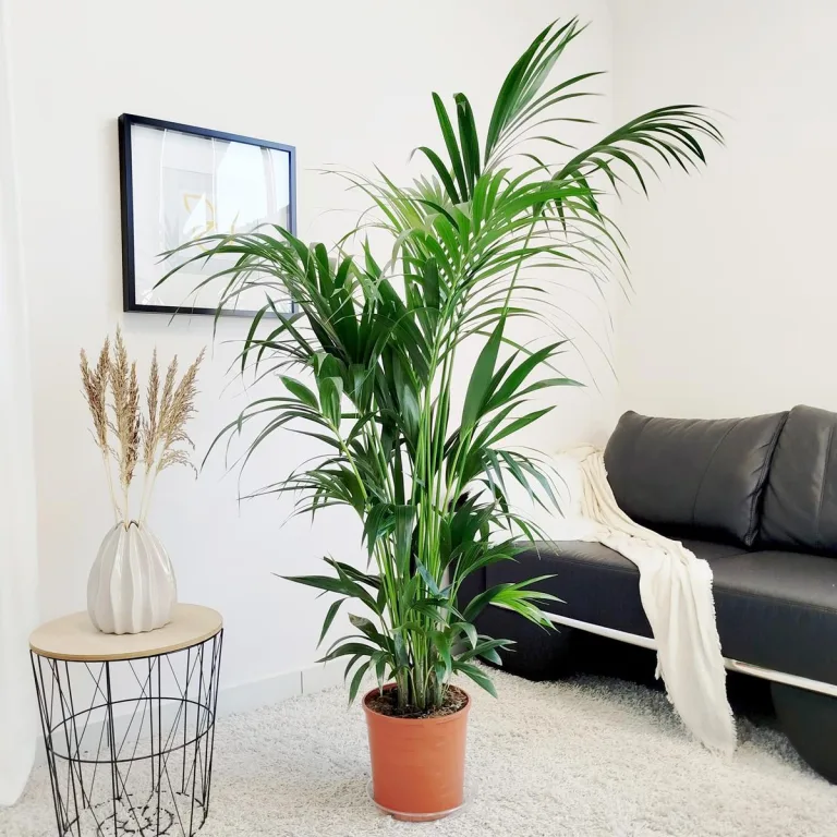 Palma Kentia (Kencja, Howea) 185cm