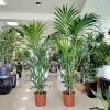 Palma Kentia (Kencja, Howea) 185cm