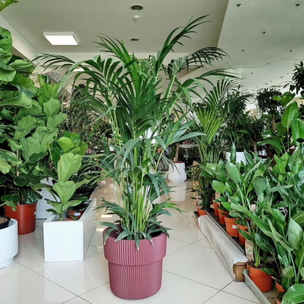 Palma Kentia (Kencja, Howea) 170-190cm