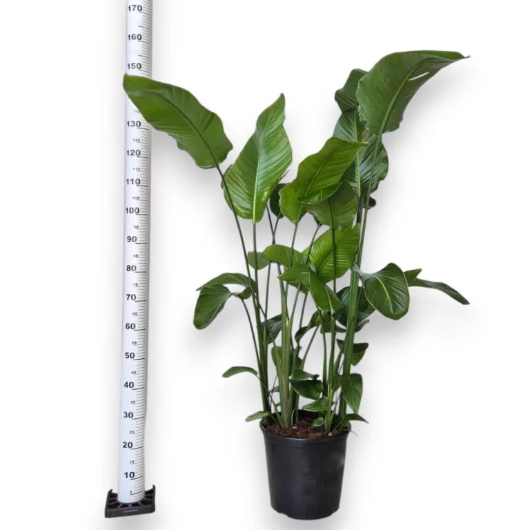 Strelicja biała (Strelitzia nicolai) 165cm