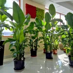 Strelicja biała (Strelitzia nicolai) 165cm