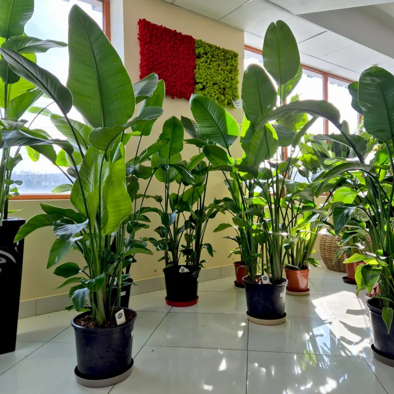 Strelicja biała (Strelitzia nicolai) 165cm