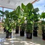 Strelicja biała (Strelitzia nicolai) 165cm