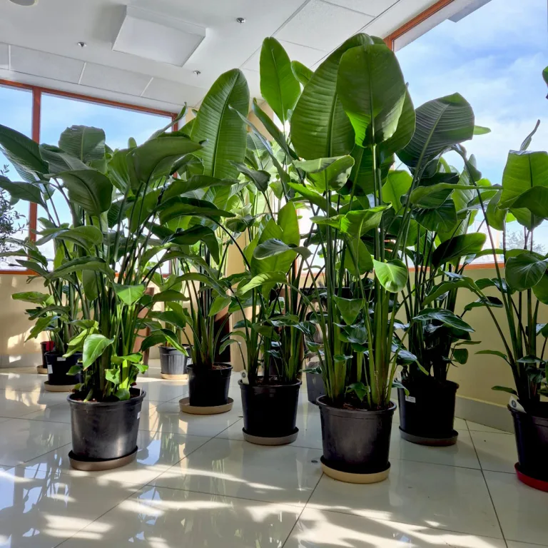 Strelicja biała (Strelitzia nicolai) 165cm