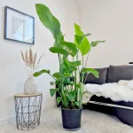 Strelicja biała (Strelitzia nicolai) 165cm