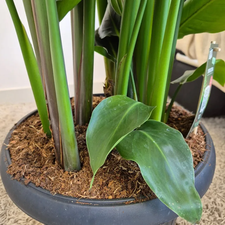 Strelicja biała (Strelitzia nicolai) 165cm