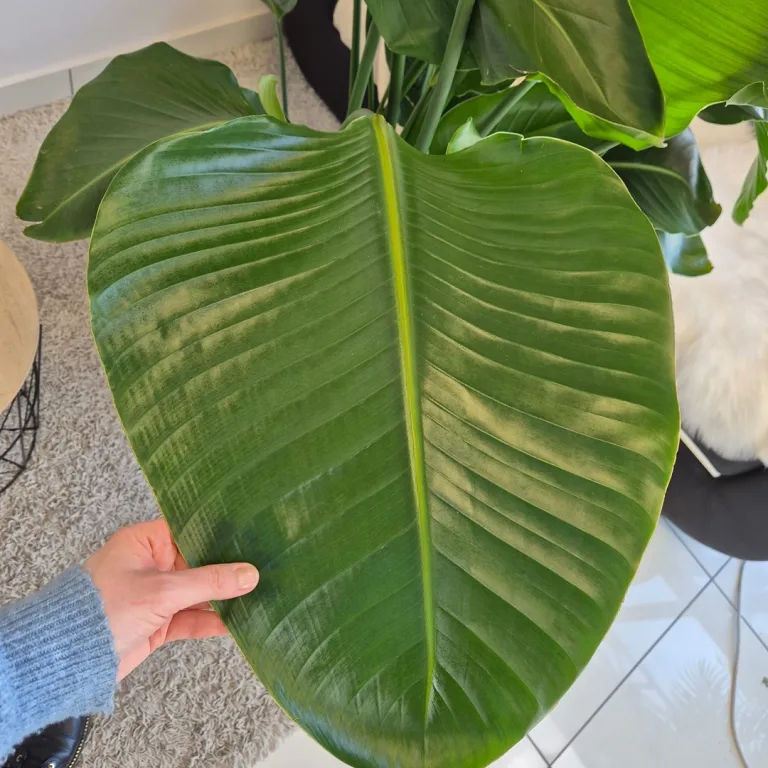 Strelicja biała (Strelitzia nicolai) 165cm