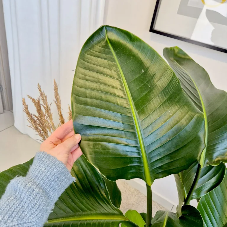 Strelicja biała (Strelitzia nicolai) 165cm