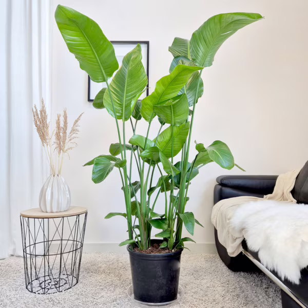 Strelicja biała (Strelitzia nicolai) 165cm