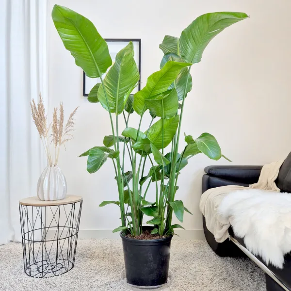 Strelicja biała (Strelitzia nicolai) 165cm