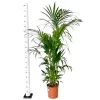 Palma Kentia (Kencja, Howea) 185cm