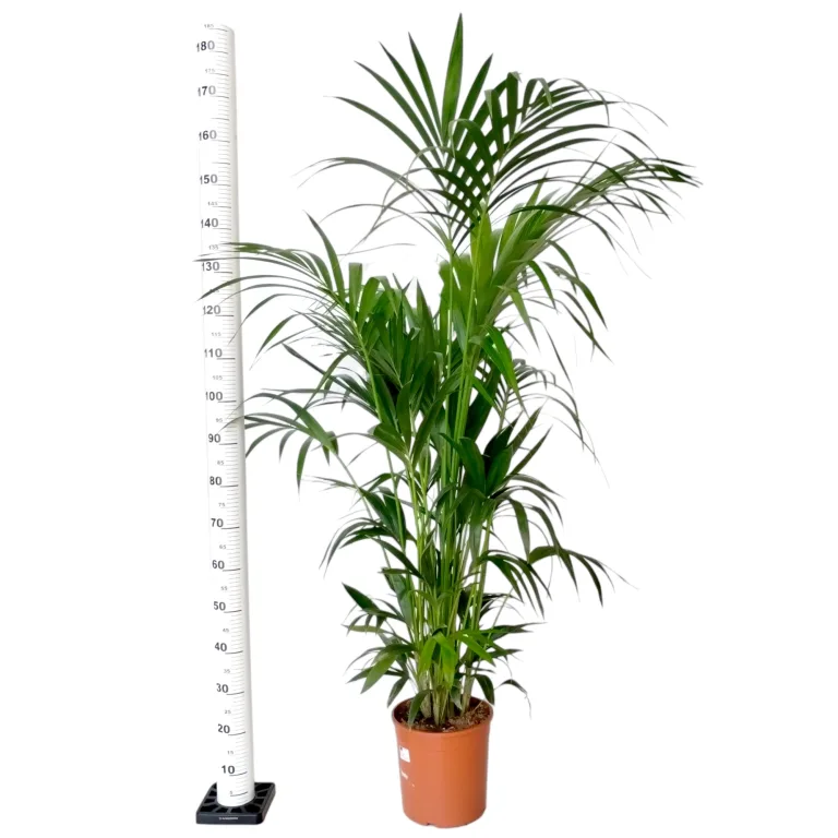 Palma Kentia (Kencja, Howea) 185cm