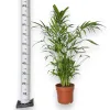 Palma Chamedora (Chamaedorea cataractarum) 100cm