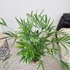Palma Chamedora (Chamaedorea cataractarum) 100cm
