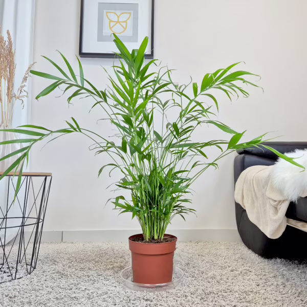 Palma Chamedora (Chamaedorea cataractarum) 100cm