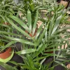 Palma Chamedora (Chamaedorea cataractarum) 100cm