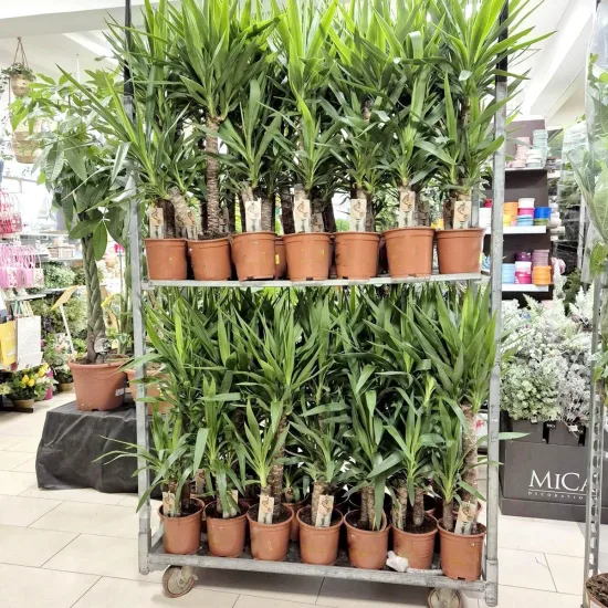 Juka gwatemalska, stopasłonia (Yucca elephantipes)