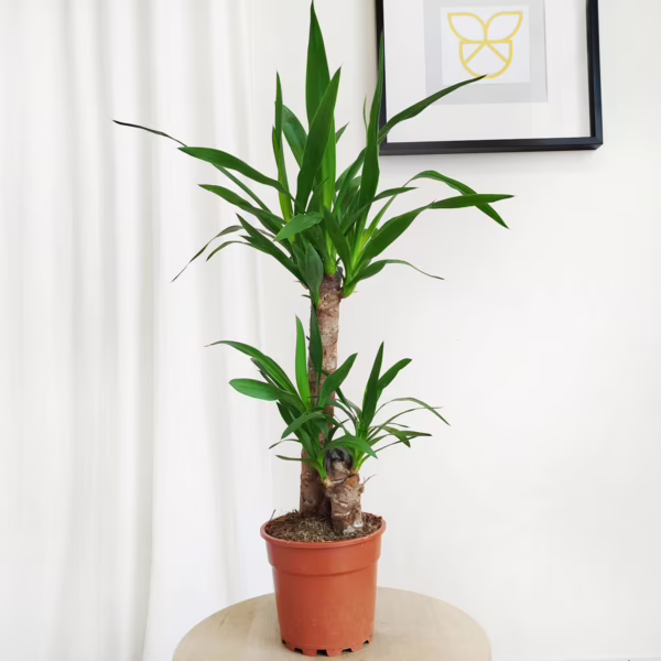 Juka gwatemalska, stopasłonia (Yucca elephantipes) 75cm