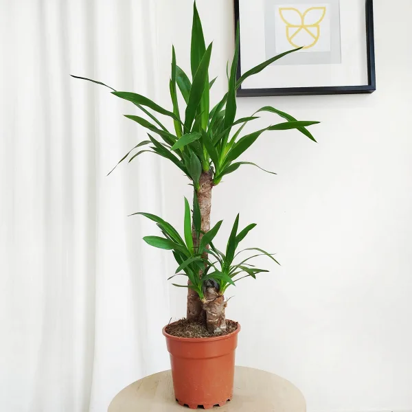 Juka gwatemalska, stopasłonia (Yucca elephantipes) 75cm