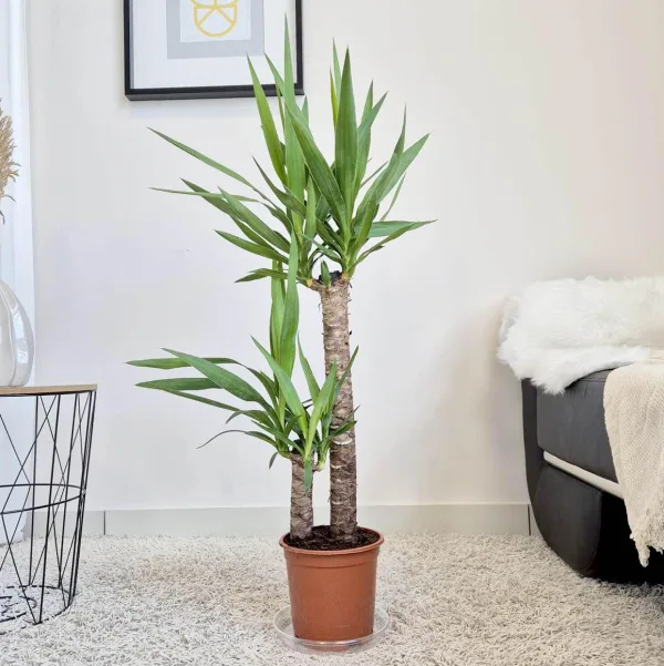 Juka gwatemalska, stopasłonia (Yucca elephantipes) 90cm