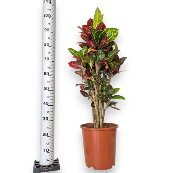 Kroton pstry trójskrzyn (Codiaeum 'Petra')