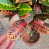 Kroton pstry trójskrzyn (Codiaeum 'Petra')