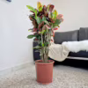 Kroton pstry trójskrzyn (Codiaeum 'Petra')