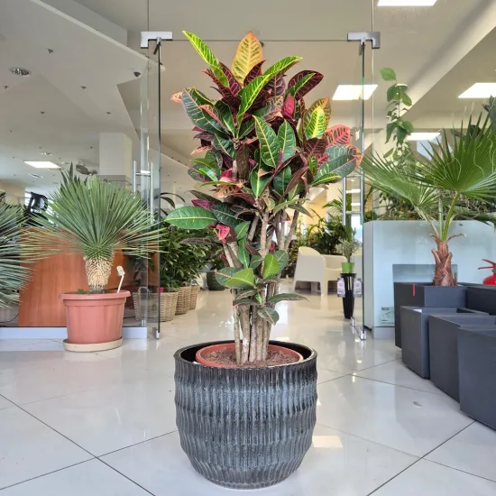 Kroton pstry trójskrzyn (Codiaeum 'Petra')