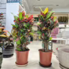 Kroton pstry trójskrzyn (Codiaeum 'Petra')