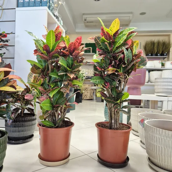 Kroton pstry trójskrzyn (Codiaeum 'Petra')