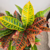 Kroton pstry trójskrzyn (Codiaeum 'Petra')
