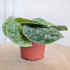 Scindapsus pstry (Scindapsus pictus 'Silvery Ann')