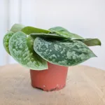 Scindapsus pstry (Scindapsus pictus 'Silvery Ann') 10cm