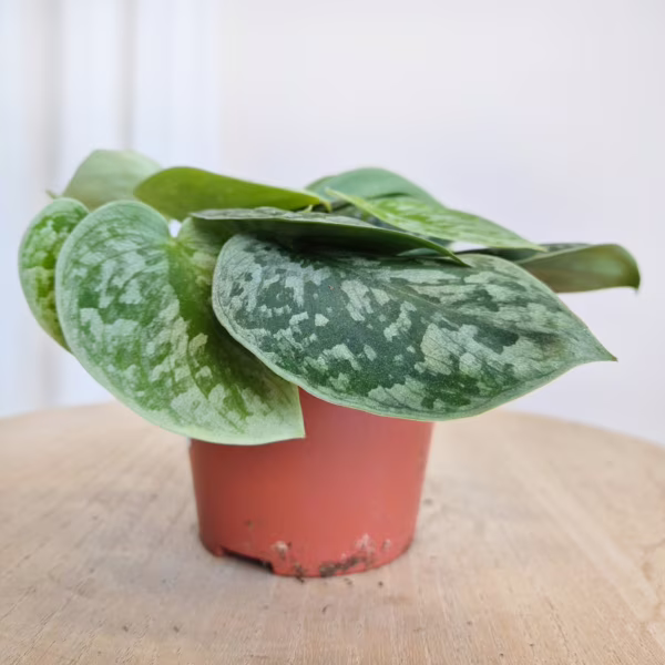 Scindapsus pstry (Scindapsus pictus 'Silvery Ann') 10cm