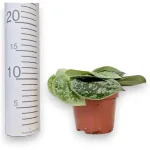 Scindapsus pstry (Scindapsus pictus 'Silvery Ann') 10cm