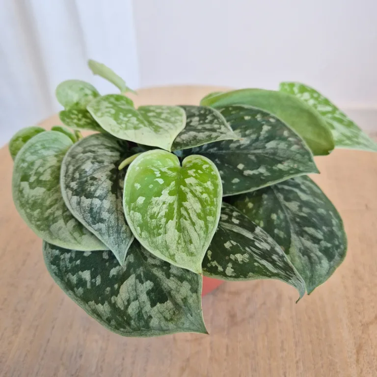 Scindapsus pstry (Scindapsus pictus 'Silvery Ann') 10cm