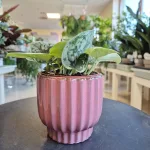 Scindapsus pstry (Scindapsus pictus 'Silvery Ann') 10cm