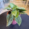 Scindapsus pstry (Scindapsus pictus 'Silvery Ann')