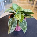 Scindapsus pstry (Scindapsus pictus 'Silvery Ann') 10cm