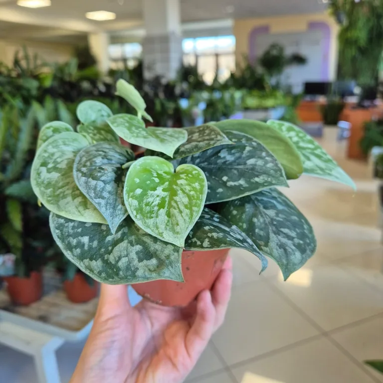 Scindapsus pstry (Scindapsus pictus 'Silvery Ann') 10cm