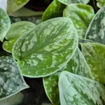 Scindapsus pstry (Scindapsus pictus 'Silvery Ann') 10cm