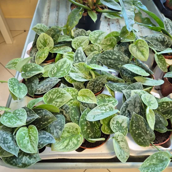 Scindapsus pstry (Scindapsus pictus 'Silvery Ann')